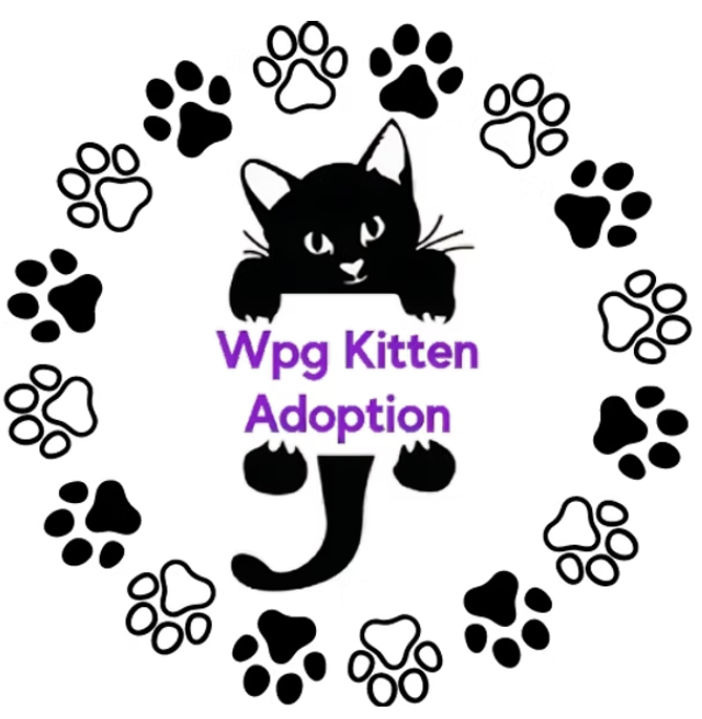 Winnipeg Kitten Adoption
